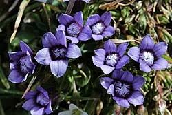 Image result for Schinziella tetragona