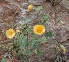 Image result for Abutilon sonneratianum