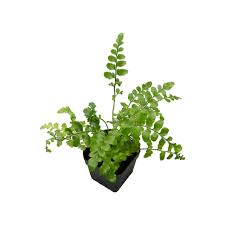 Image result for Asplenium theciferum