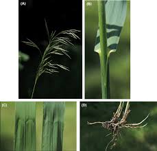 Most (66%) environmental weeds have been introduced as garden ornamentals. Bromus Inermis An Overview Sciencedirect Topics