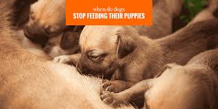 The example of exploration with solid food will encourage this behavior. When Do Dogs Stop Feeding Their Puppies