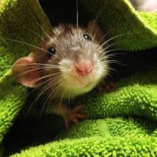 Adorable Animals Beautiful Pet Rats Cute Rats