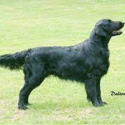 Your golden retriever needs to live indoors as part of the family. Die Sechs Retrieverrassen Deutscher Retriever Club E V