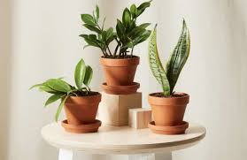 It loves bright indirect light, cooler temperature, and a bit of humidity. The Best Low Light Plants