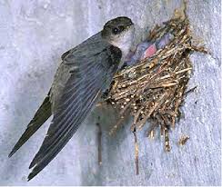 Check spelling or type a new query. What Is That Chirping Coming From My Chimney