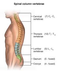 Characteristic of the vertebrate form, the human body has an internal skeleton with a backbone, and, as with the mammalian form, it has hair and mammary glands. Magnetic Resonance Imaging Mri Of The Spine And Brain Johns Hopkins Medicine
