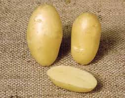 Fresh potatoes cook much quicker than store bought ones and in almost no time we began our first of many potato taste trials. Independent Assessment Of The Nicola Potato Variety