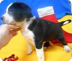 Check out her puppies on our current litter page! Bartonsville Pa Greater Swiss Mountain Dog Meet Lana A Pet For Adoption
