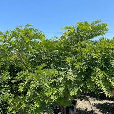 Image result for Cassia thyrsoidea