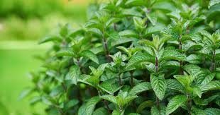 Minze Pflanzen Moskito Pflanzen Minze Pflanzen