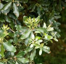 Image result for Euclea natalensis