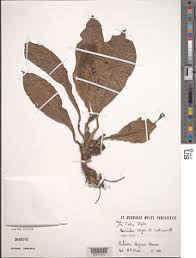 Image result for Coleotrype laurentii