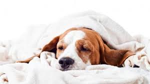 We did not find results for: My Dog Is Vomiting White Foam Symptoms Causes Treatment