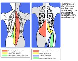 The anterior abdominal wall consists of 4 muscles: Anatomy Of The Core Muscles Ankeny Ia Patch