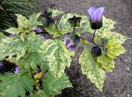 Image result for Nicandra physalodes