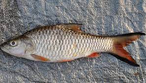 Freshwater fish of southeast asia. Native Fish Of Malaysia Worldatlas