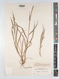 Image result for Anthephora