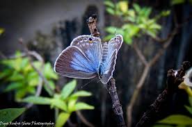 Miami Blue Butterfly By Dipa Rudra Ghose Blue Butterfly Animals Beautiful Butterfly