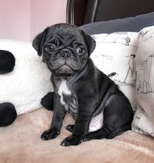 The breed has a fine, glossy coat that comes in a variety of colours, most often light brown. Black Pug Puppies For Sale Usa Canada Australia Uk 50 Off Today