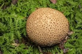 Image result for Scleroderma aurantium