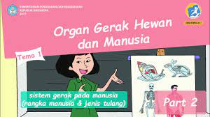 Belajar Tema 1 Subtema 1 Kelas V Organ Gerak Hewan Dan Manusia Youtube
