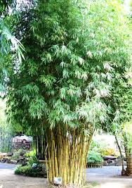 Bamboo Down Under Bamboo Down Under Australia S 1 Retail Bamboo Nursery Fast Growing Trees Growing Bamboo Bamboo In Pots