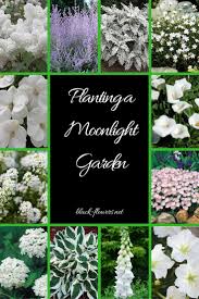 Planting A Moonlight Garden Nacht Garten Schone Blumen Mond Garten