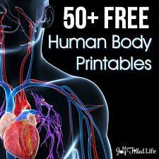 Muscle anatomy printable muscle diagram worksheet the, printable anatomical charts and diagrams, anatomy reference printable hnadouts, printable human body muscles diagram human muscle anatomy, 147 99 human anatomy ecorche model. 50 Free Human Body Printables My Joy Filled Life