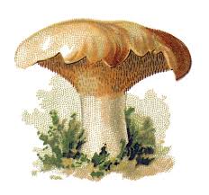 Image result for Hydnum repandum