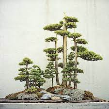 Forest Bonsai Juniper Bonsai Bonsai Forest Bonsai Tree