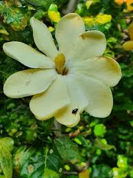 Image result for Gardenia volkensii