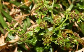 Image result for Sanicula