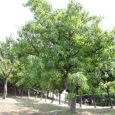 アコウ 植物 Wikipedia