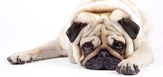 How Much Benadryl Can I Give My Dog If He Has Trouble Sleeping