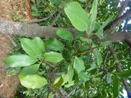 Image result for Garcinia volkensii