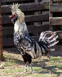 Birds With White Heads And Black Bodies 20 Amazing Inspiring And Rare Chicken Breeds The Poultry Guide Chickens Backyard Beautiful Chickens Polish Chickens Breed