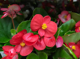 We did not find results for: 20 Of The Best Plants For Shade Install It Direct