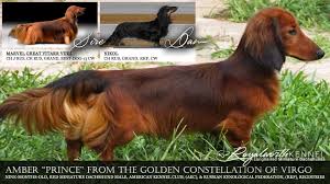 Welcome To Royalworth Kennel Royalworth Kennel