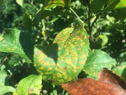 Examples of fungal fruit tree diseases are apple scab, powdery mildew, and brown rot. Blight On My Apple Tree 467113 Ask Extension