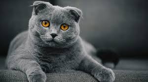The scottish fold cat is highly popular but very controversial. 20 Fun Facts You Didn T Know About Scottish Fold Cats