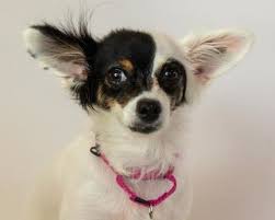 Pet friendly resort in palm springs. Papillon And Chihuahua Mixed Dog For Adoption In Palm Springs California Panda In Palm Springs California Dog Adoption Rescue Dogs For Adoption Chihuahua