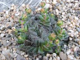 Image result for Crassula setulosa