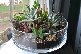The Grande Green Succulent Terrarium Is A Stunning Elegant Centerpiece Grace Your Own Or A Friend S Din Terrario De Suculentas Suculentas Interior Suculentas