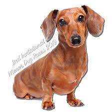 5 out of 5 stars. Wiener Dog Races 2019 Little Woodrow S