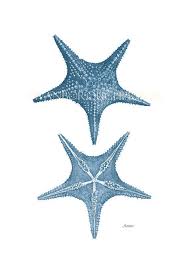 Blue Starfish Print Nautical Home Decor Sealife Art Wedgwood Blue Beach Style Wall Art Decor Sealife Illustration Noahs Na Starfish Print Sea Life Art Starfish
