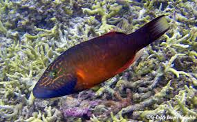 Image result for Oxyrhachis gracillima