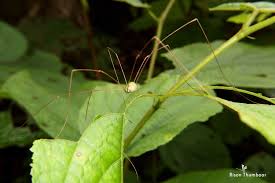 Black widow spiders have the most toxic spider bite in the us. What Are Daddy Longlegs Everything You Should Know