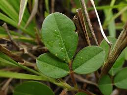 Image result for Grona adscendens