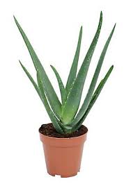 Loosely hold the base of the plant and the bottom of your pot. Aloe Vera Diy At B Q