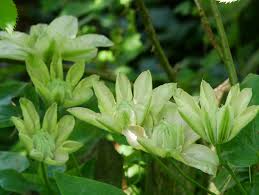 Some have attractive fluffy seedheads in autumn Clematis Innocent Blush Ist Ideal Fur Romantische Garten